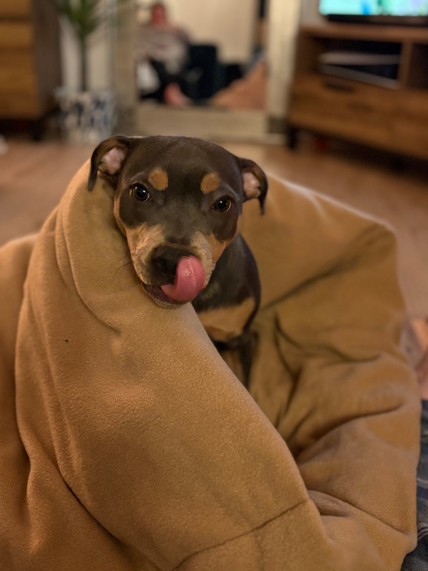 Pita Bed for Whippets, Italian Greyhounds & Dogs that like to be cosy