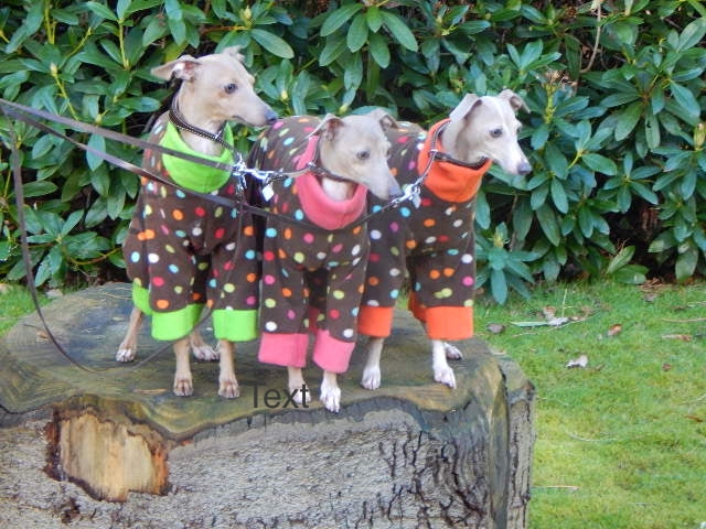 Togs for Dogs Gift Card