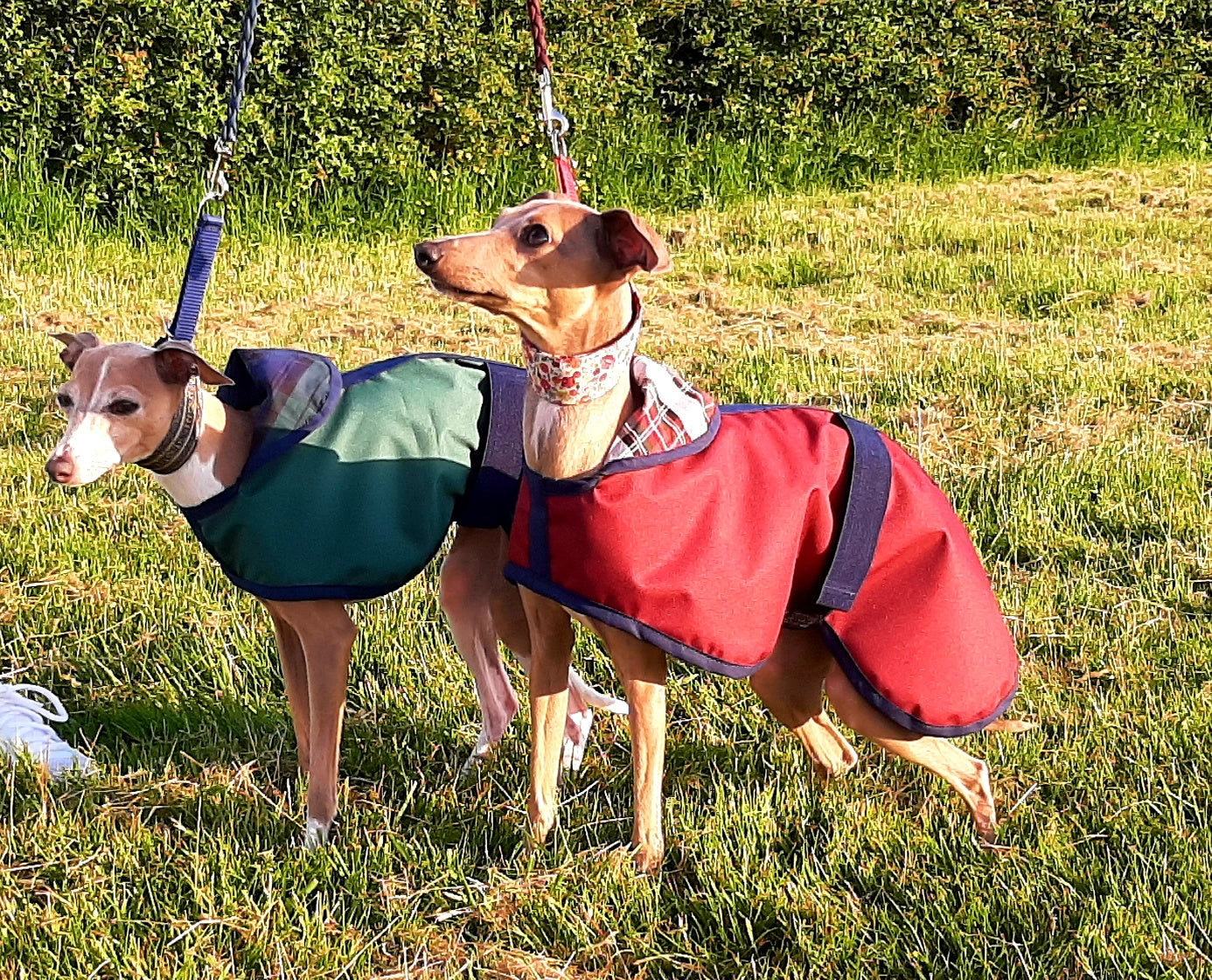 Summer Weight Waterproof Cotton Lined Italian Greyhound Dog Coat