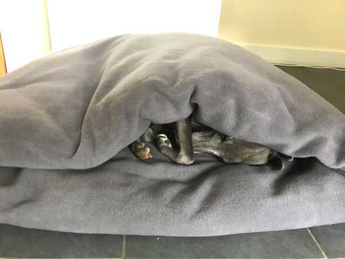 Pita Bed for Whippets, Italian Greyhounds & Dogs that like to be cosy