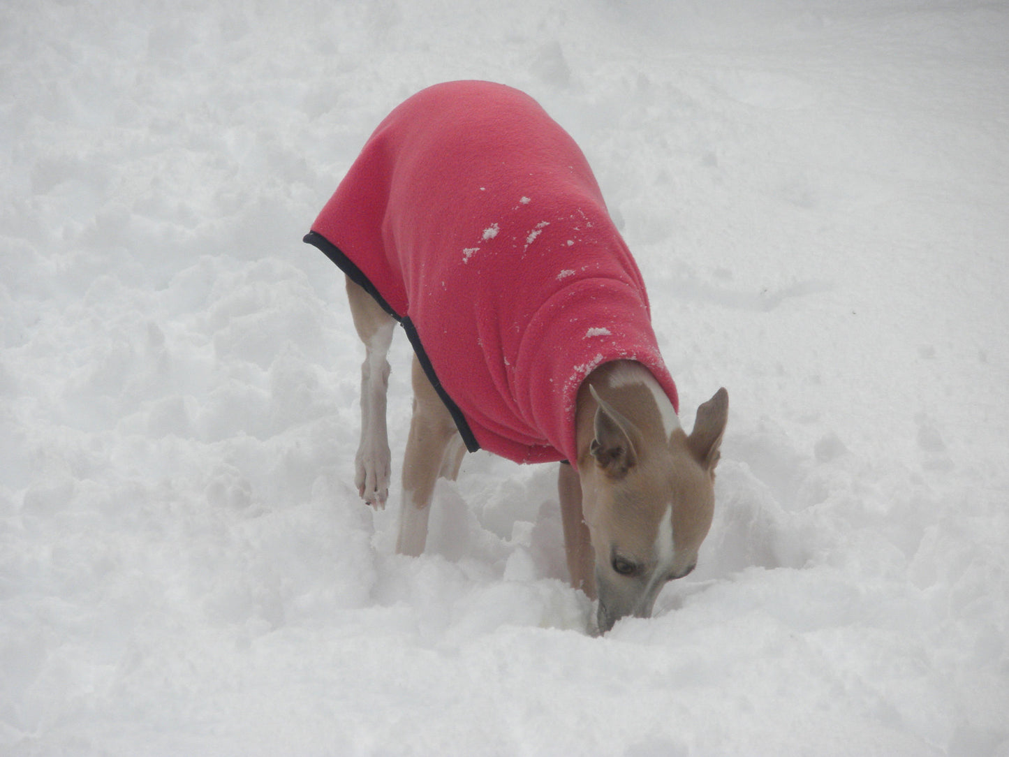 Fleece Sweater for Whippets