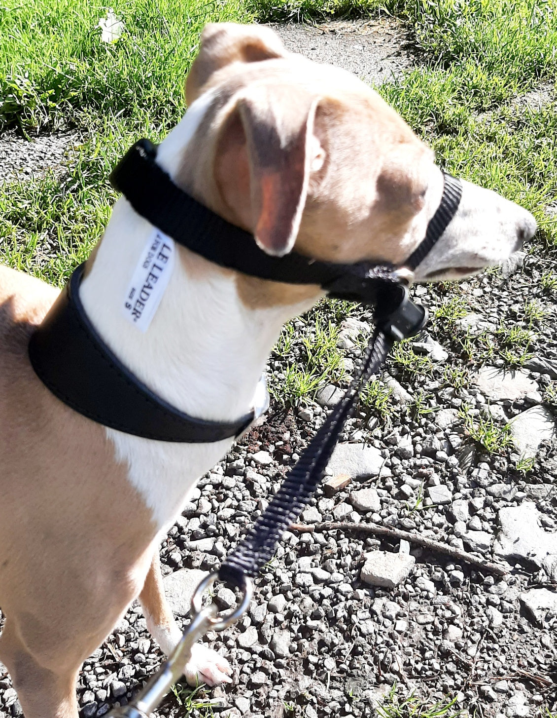 Beaphar Headcollar to Stop Italian Greyhounds Pulling on the Lead