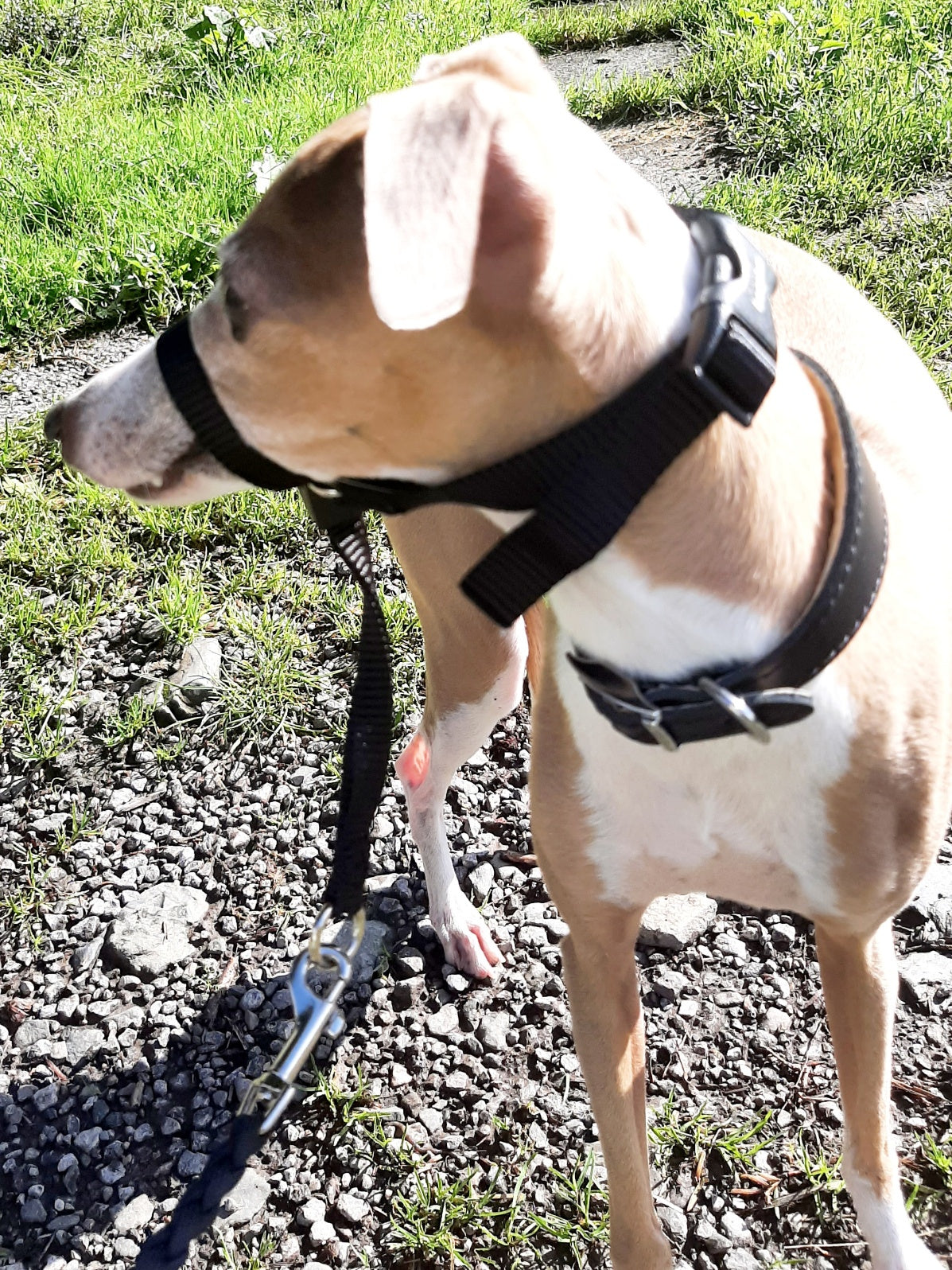 Beaphar Headcollar to Stop Italian Greyhounds Pulling on the Lead