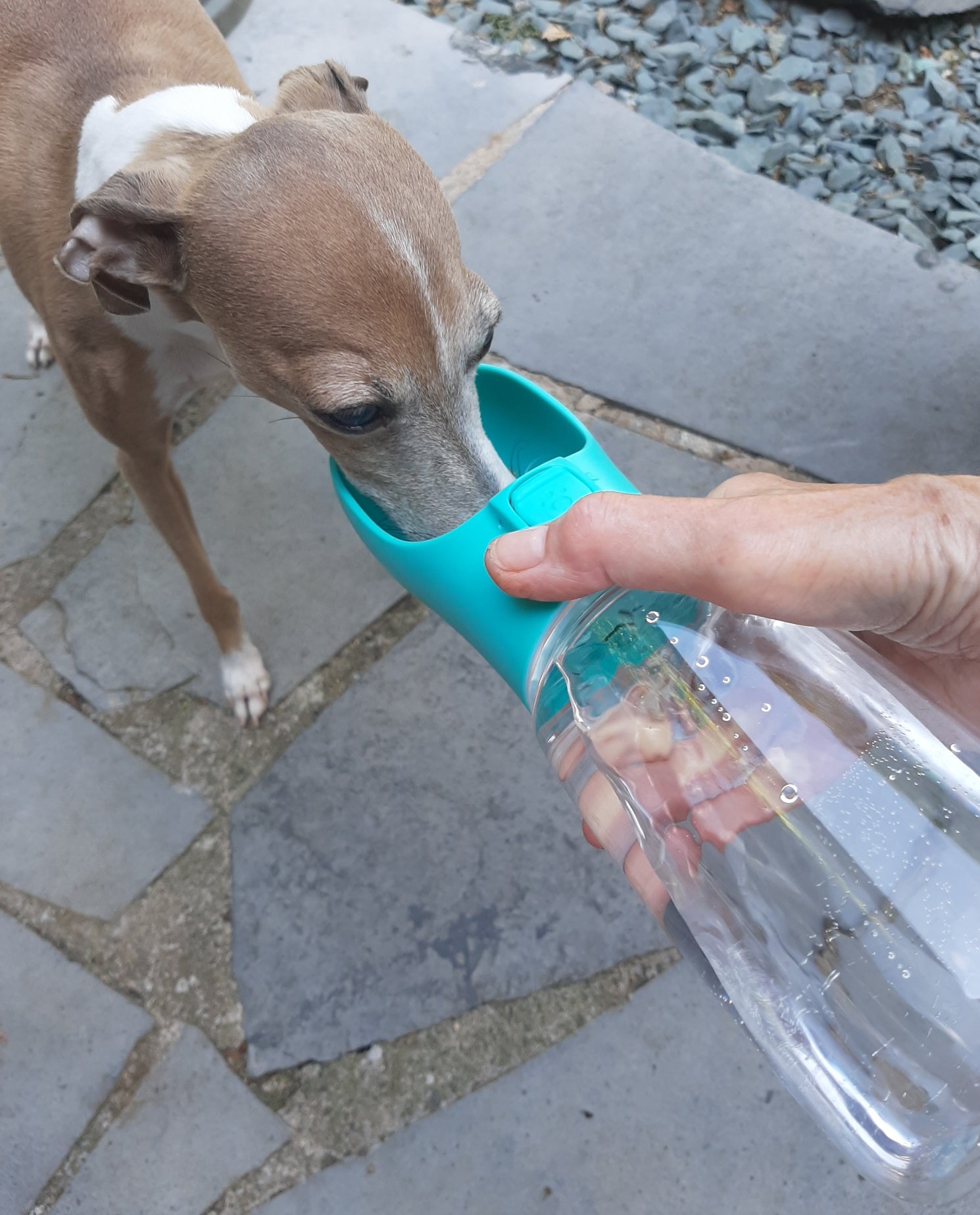 Portable Dog Water Bottle complete with drinking cup – TogsForDogs.net