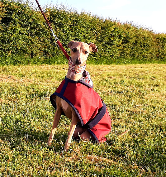 Summer Weight Waterproof Cotton Lined Italian Greyhound Dog Coat