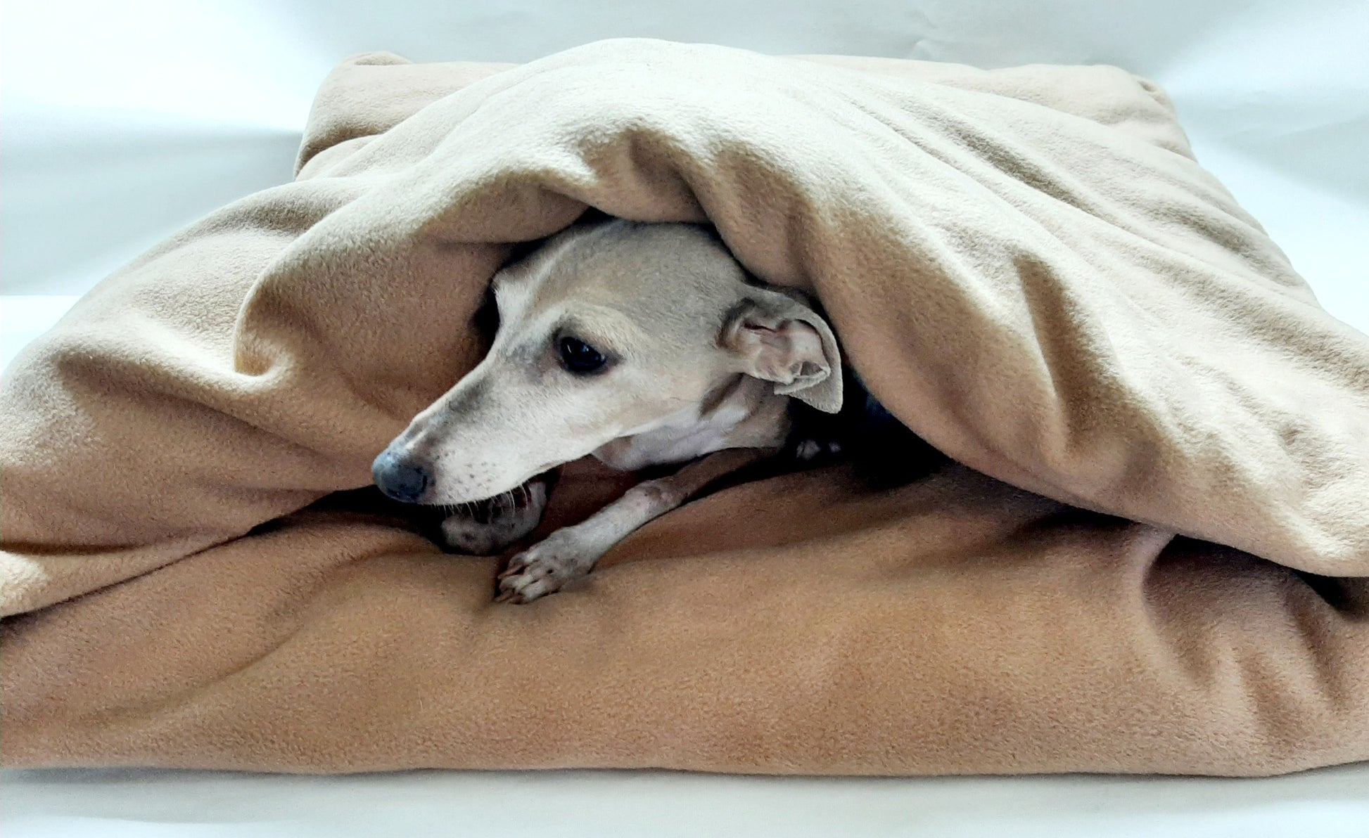 Pita Bed for Whippets, Italian Greyhounds Dogs that like to be