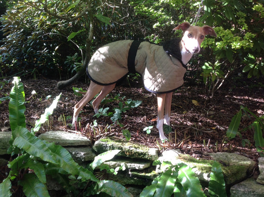 Quilted Fleece Lined Italian Greyhound Dog Coat
