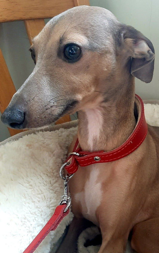 Leather Hound Slip Dog Collars - Italian Greyhound & Small Whippet