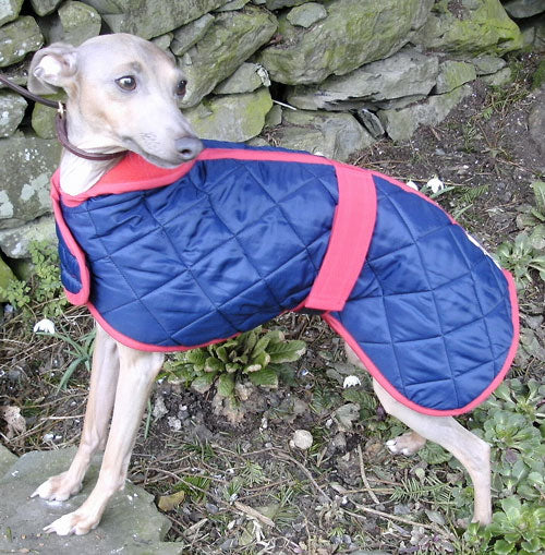 Italian best sale greyhound coat